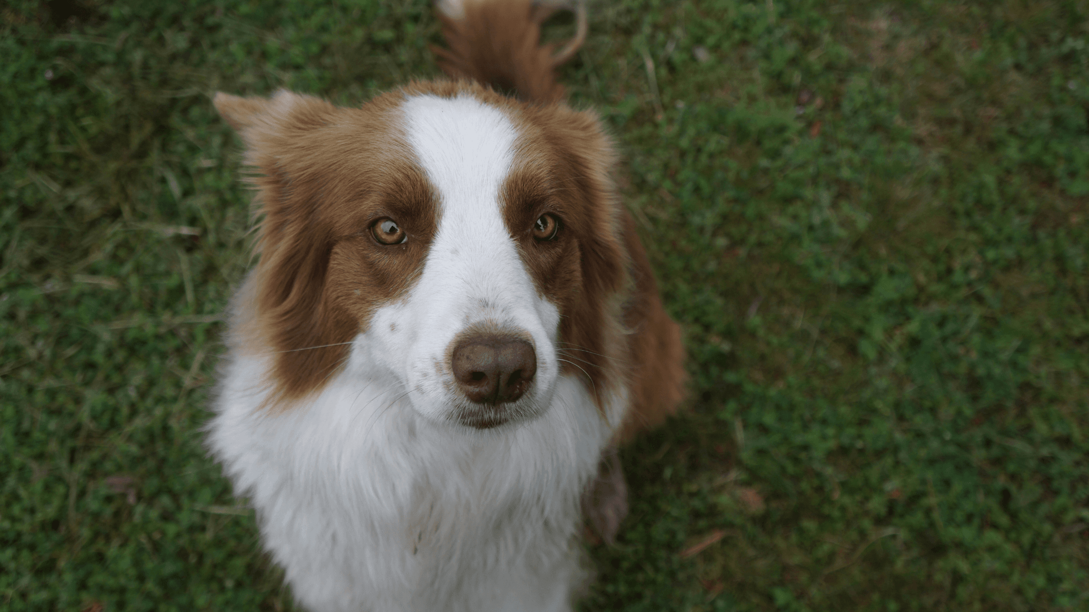 artigo-blog-animais
