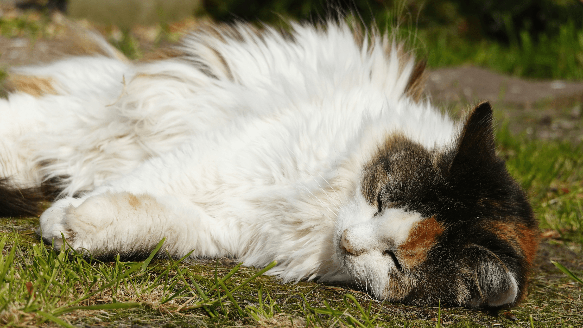 artigo-blog-animais